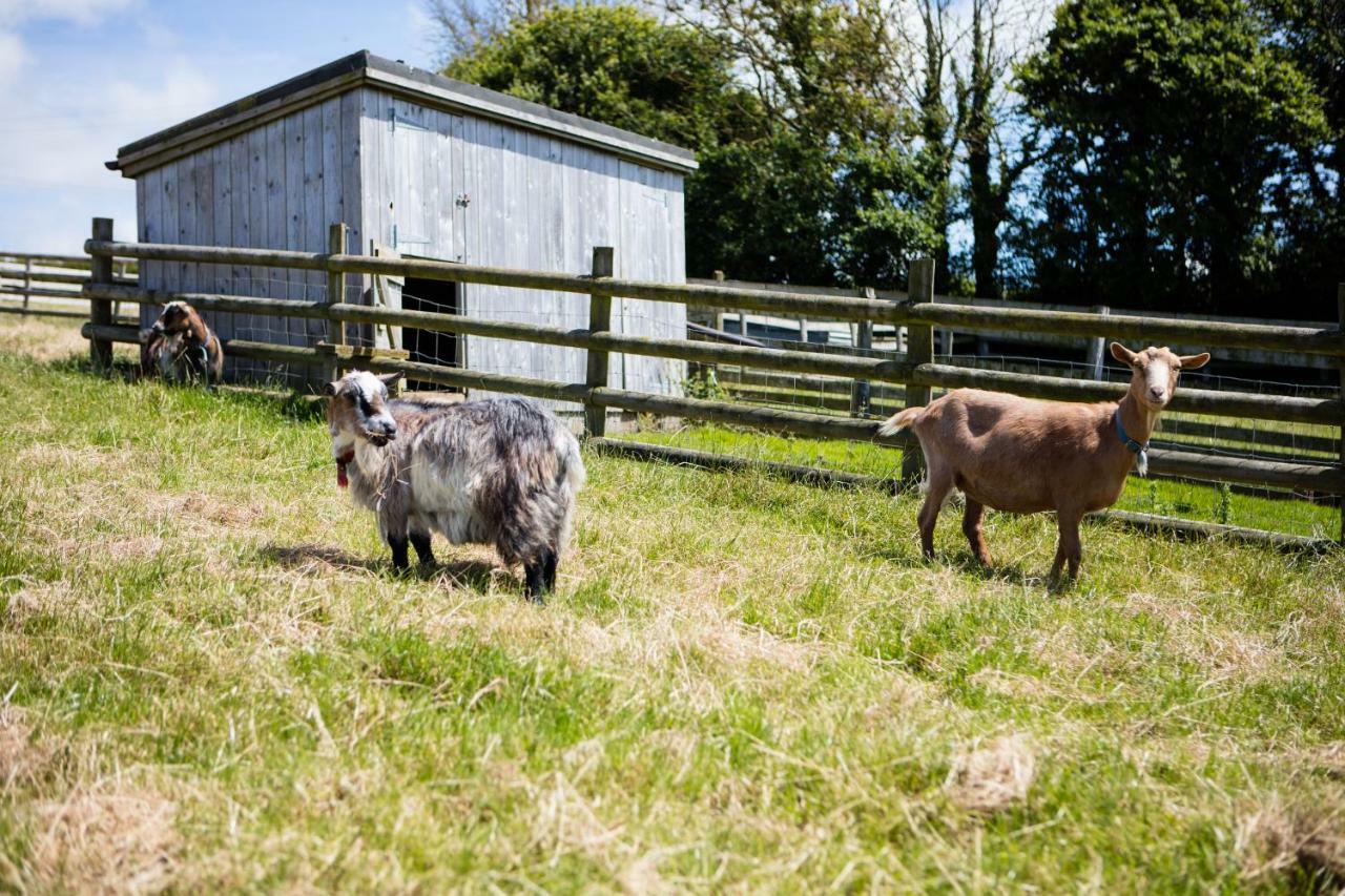 Sharlands Farm Holiday Cottages Bude Bagian luar foto